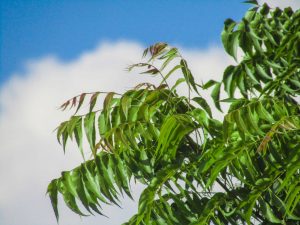 Neem Leaves