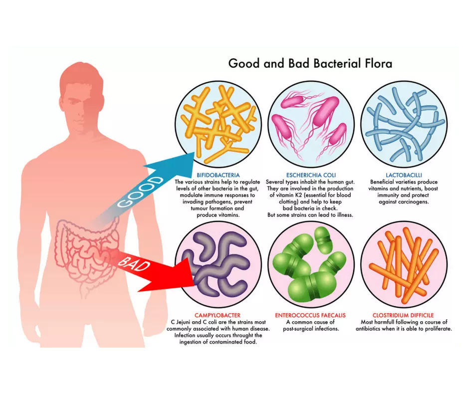 Gut Cells