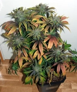 Growing a Flo Cannabis Strain