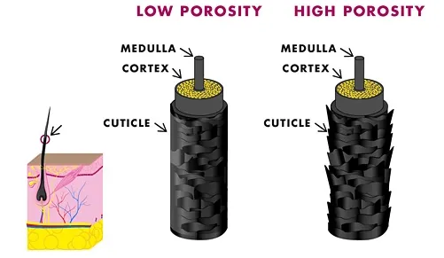 porisity of hair